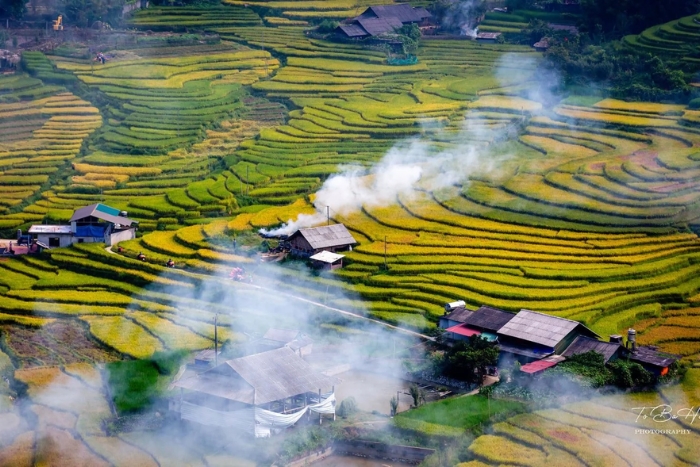 Août, la saison des rizières dorées à Sapa