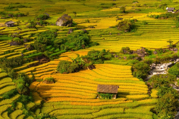 La meilleure période pour admirer les rizières de Nam Cang s’étend d’août au début du mois de septembre