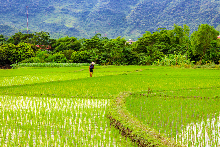 Le champ de riz à Mai Chau