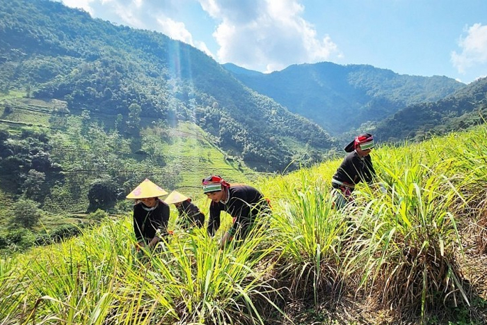 Les Sán Chỉ à Cao Bang