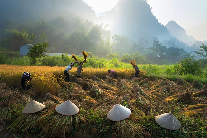 Saison des récoltes dans la vallée de Phong Nam