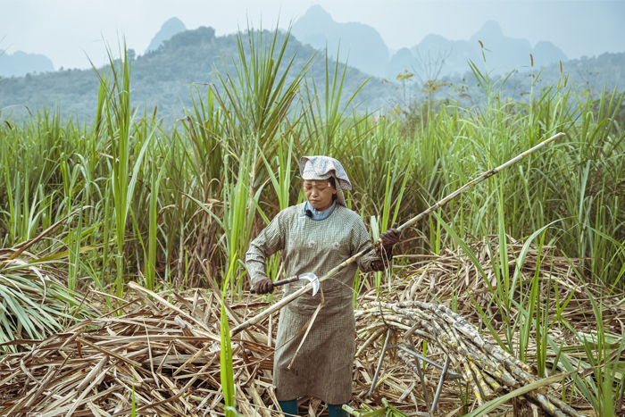 Récolter la canne à sucre au village de Bo To