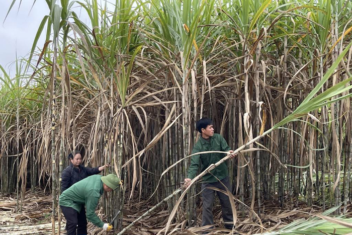 Les habitants locaux récoltent la canne à sucre dans le village de Bo To