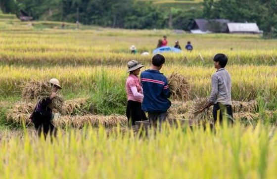Opinion De Roussel Sur Le Circuit Agricole 2 Jours Vietnam