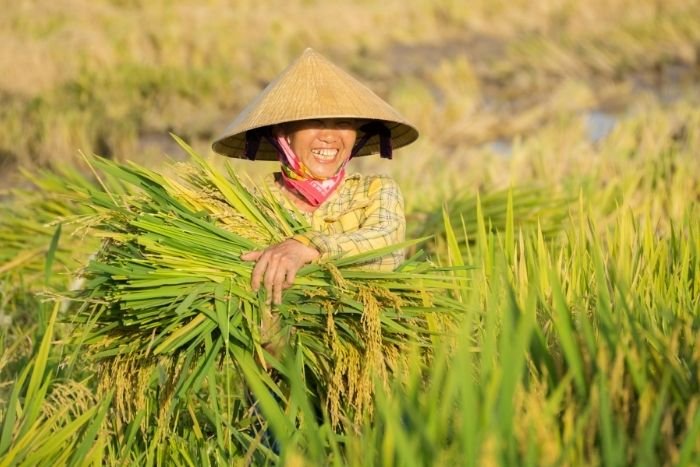 Participer aux travaux agricoles permet de d&eacute;couvrir le Vietnam autrement
