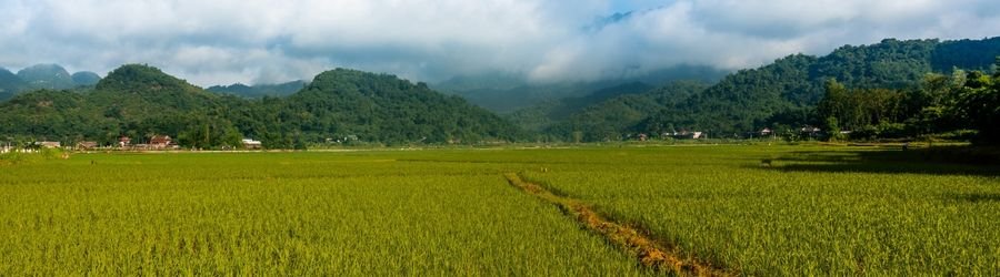Un circuit agricole de 2 jours au Vietnam pour entrer dans le quotidien des campagnes
