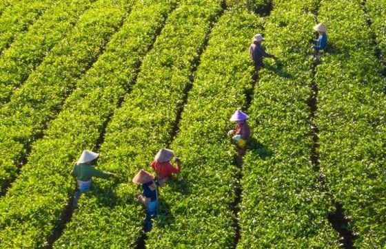 Quels Circuits Choisir Dans Les Hauts Plateaux Du Vietnam ?
