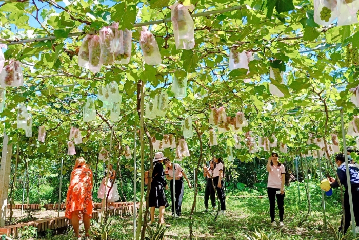 Halte dans un verger de Bến Tre vous invite à déguster des fruits exotiques fraîchement cueillis, une semaine au sud Vietnam