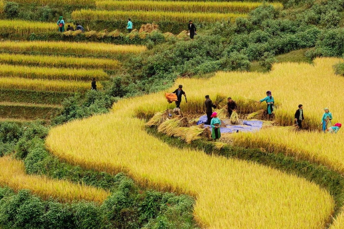 Saison des récoltes à Sapa – un incontournable du Vietnam en octobre