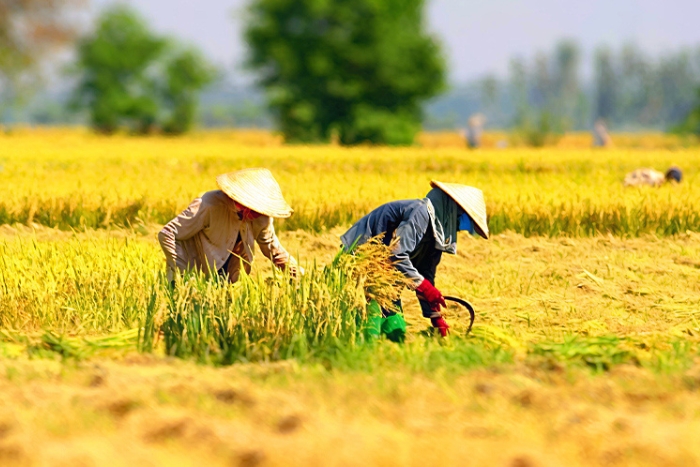 Vietnam en novembre est une bonne saison pour visiter Vietnam 