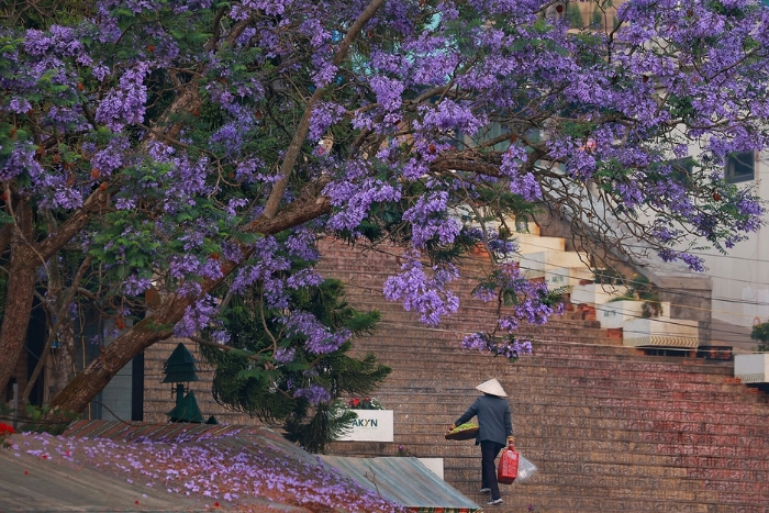 Gr&acirc;ce &agrave; son climat frais, Da Lat est id&eacute;ale pour des vacances au frais du Centre du Vietnam