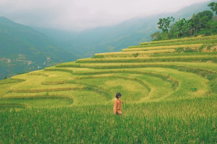 Hoang Su Phi, destination incontournable pour &eacute;chapper &agrave; la chaleur au nord Vietnam