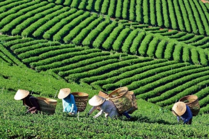 Colline de thé Cau Dat