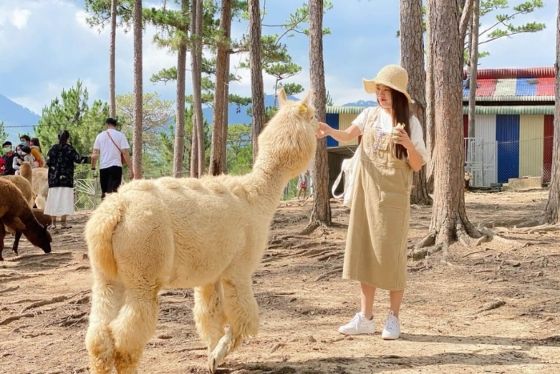 Forfait Coolcation 3 Jours à Da Lat - Itinéraire Idéal