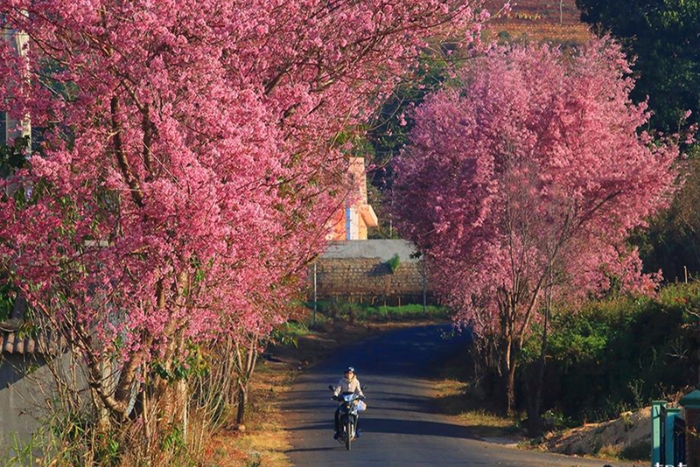 Quand partir à Da Lat ?