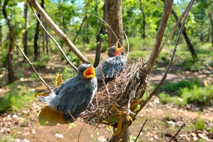 La seule forêt de Khộp du Vietnam (et l’une des rares au monde), idéale pour observer des espèces d’oiseaux endémiques