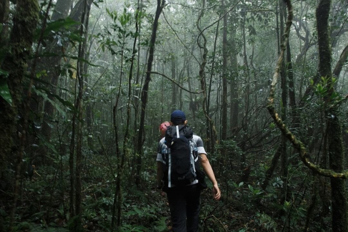 Explorer la forêt primaire mystérieuse du parc national de Bidoup Nui Ba
