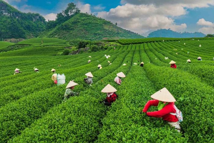 Les collines de th&eacute; de Moc Chau