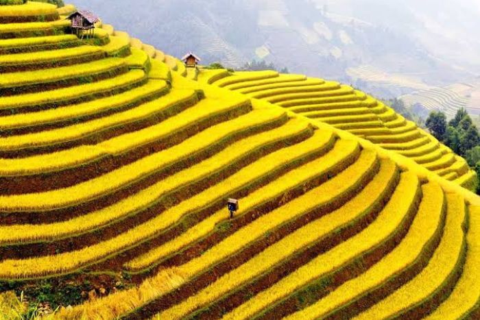 Les rizi&egrave;res en terrasses de Sapa