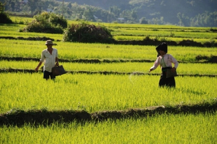 Balade à velo à Muong Thanh - Immersion dans le grenier à riz du Nord Ouest