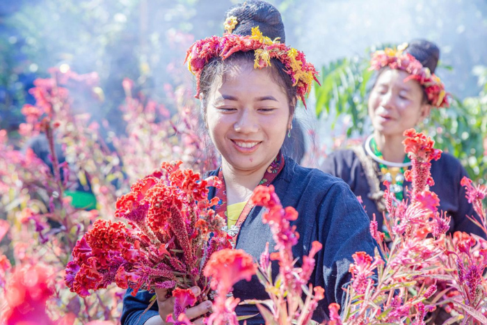 La f&ecirc;te color&eacute;e de la fleur de cr&ecirc;te-de-coq du peuple Cong &agrave; Dien Bien