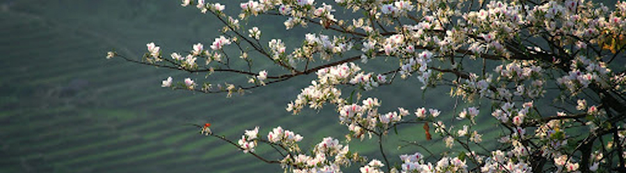 Quand visiter Dien Bien Vietnam?