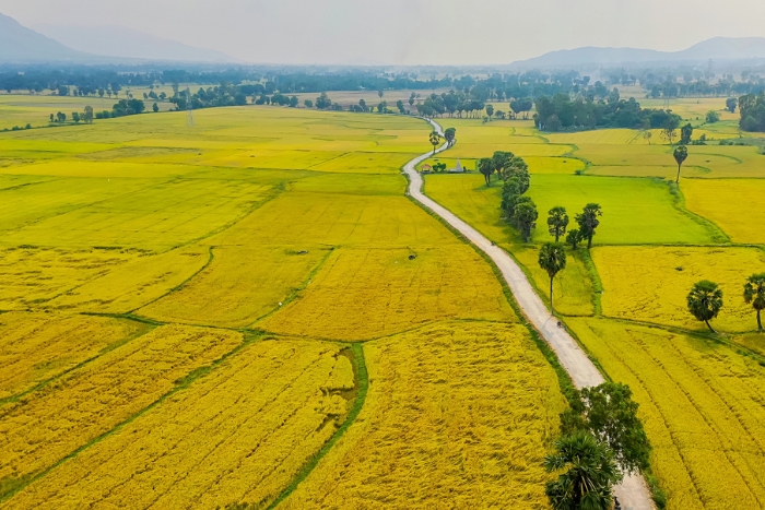 Champ de Muong Thanh