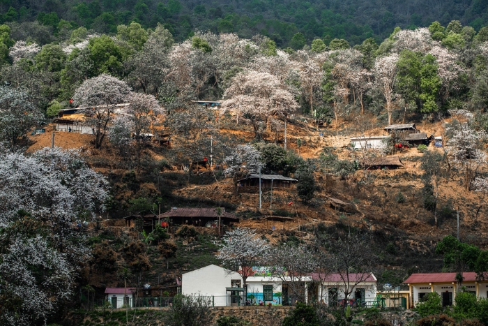 Dien Bien en mars, la saison des fleurs de ban