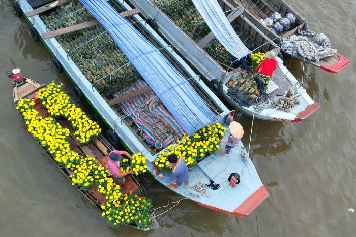 Les vendeurs et habitants du fleuve achètent des fleurs de souci (fleurs de vạn thọ) pour décorer leurs bateaux et accueillir le Têt