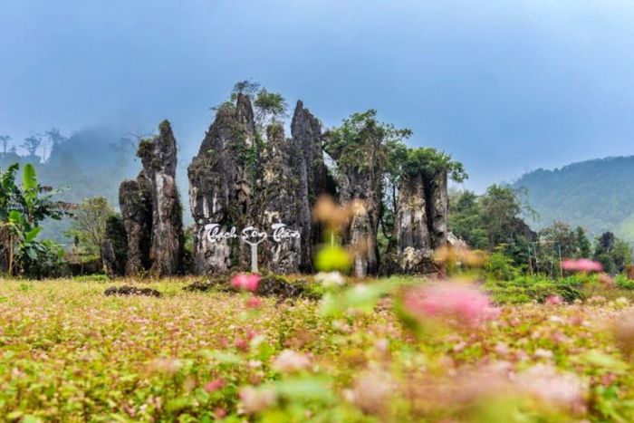 Champ des fleurs de sarrasin à Thach Son Than, le premier site de l'itinéraire de Ha Giang 1 jour