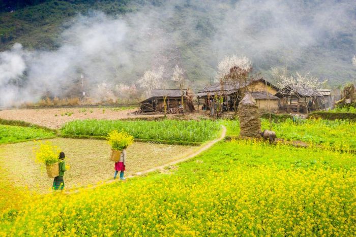 Saison des fleurs de moutarde jaune dans le village ethnique de Ha Giang