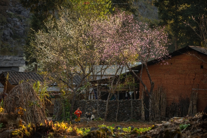 Printemps lors de la visite de la boucle de Ha Giang