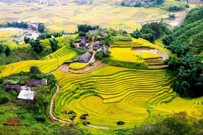 Rizières en terrasse de Hoang Su Phi - À ne pas manquer lors de l’itinéraire de 5 jours à Ha Giang