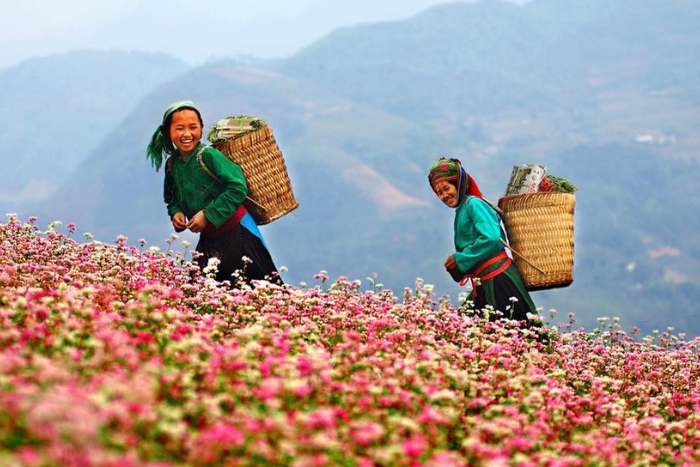 Festival des fleurs de sarrasin à Ha Giang