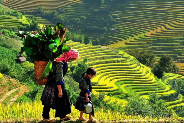 La saison dorée de Hoàng Su Phì, Ha Giang, Vietnam