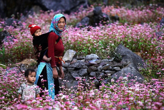 Saison des fleurs de sarrasin à Ha Giang, Vietnam