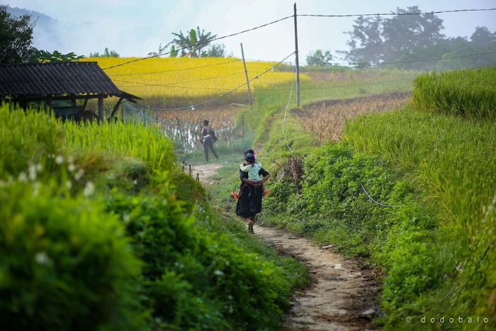Bản Phùng, d’une beauté paisible en saison des moissons