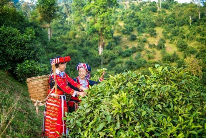 Rencontrer les Dao rouges lors de votre voyage à Ha Giang 1 semaine