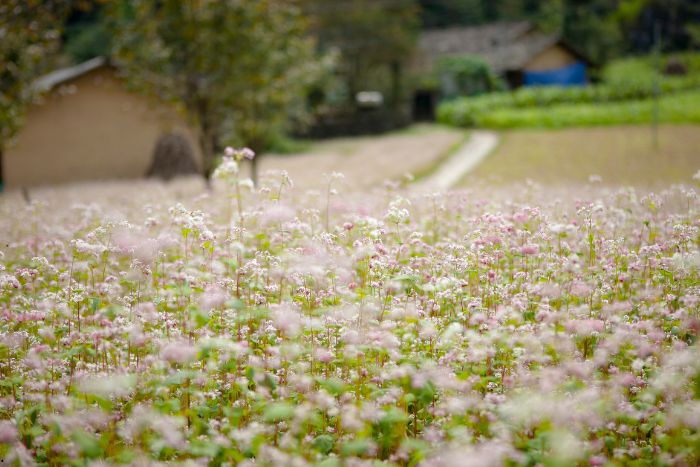 En octobre et novembre, Ha Giang se transforme en un véritable spectacle de fleurs de sarrasin