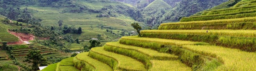 Rizières en terrasse, un incontournable de votre voyage à Ha Giang 7 jours