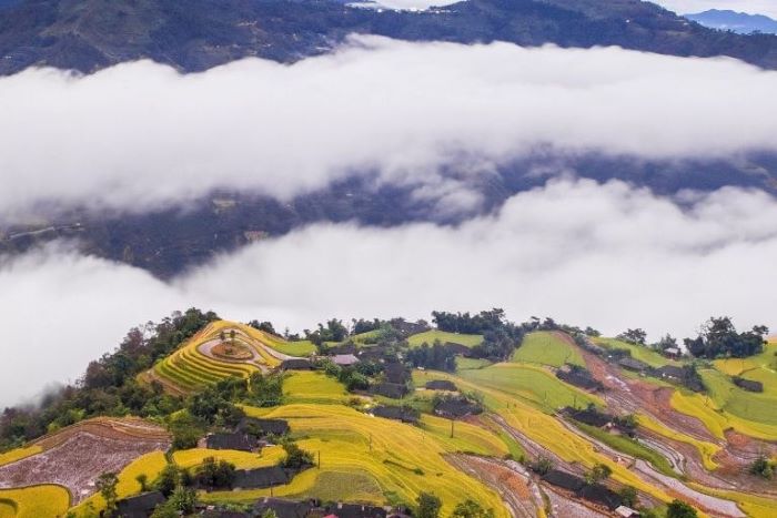 Laissez-vous surprendre par les rizières en terrasses dorées en saison du riz mûr lors d'une randonnée dans la montagne de Chieu Lau Thi