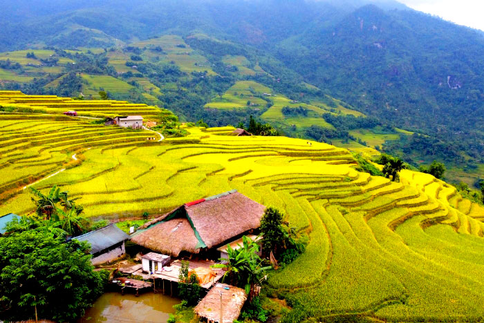 Les champs en terrasses de Hoang Su Phi 