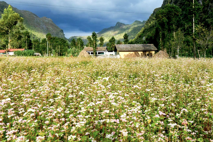 La saison des fleurs du sarrasin de Ha Giang en novembre