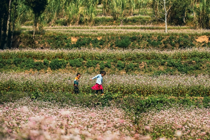 Saison des fleurs de sarrasin à Ha Giang, Vietnam