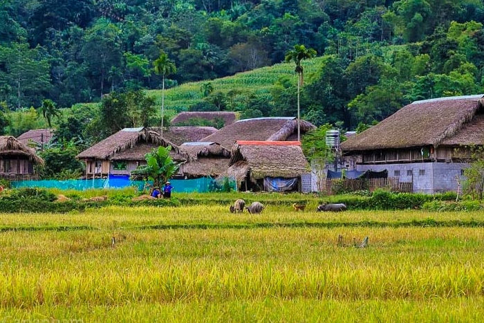 La beauté paisible du village de Tha Ha Giang