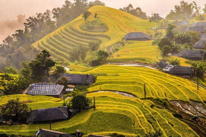 Champs en terrasses à Hoang Su Phi, Ha Giang