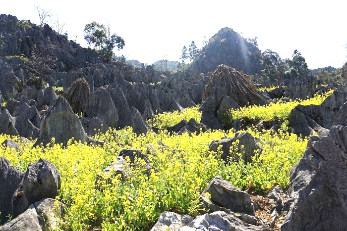 Le plateau de Dong Van, floraison des fleurs de la saison de Ha Giang