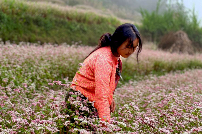 Jardin fleuri de sarrasin dans la commune de Lung Tao