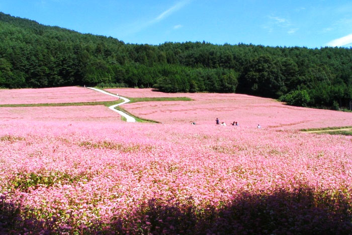 Les fleurs de sarrasin fleurissent partout à Ha Giang