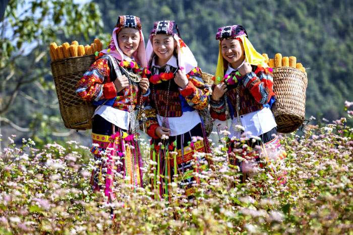 Check-in avec la fleur de sarrasin